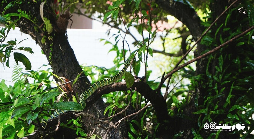 معبد مار پنانگ -  شهر پنانگ