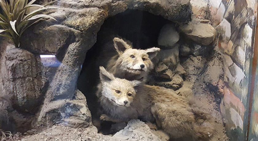  موزه آثار طبیعی و حیات وحش هفت چنار شهرستان تهران استان تهران