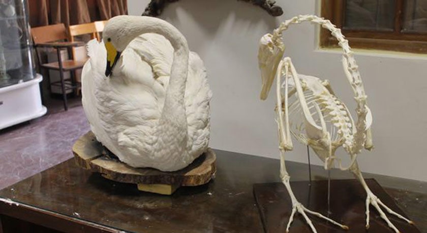  موزه آثار طبیعی و حیات وحش هفت چنار شهرستان تهران استان تهران