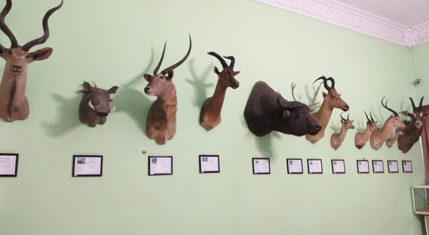  موزه آثار طبیعی و حیات وحش هفت چنار شهرستان تهران استان تهران