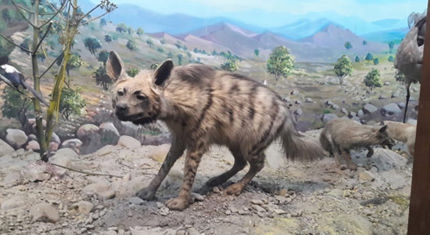  موزه آثار طبیعی و حیات وحش هفت چنار شهرستان تهران استان تهران