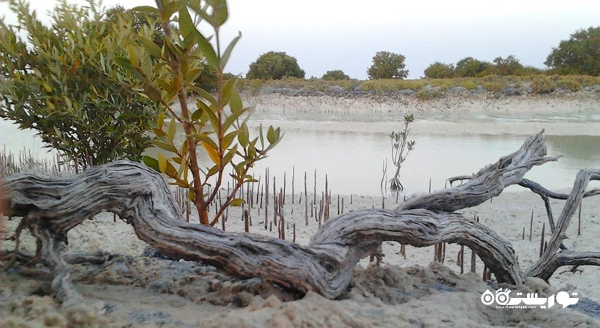  درختان کرنای اتاکیرا در دوحه شهر قطر کشور دوحه