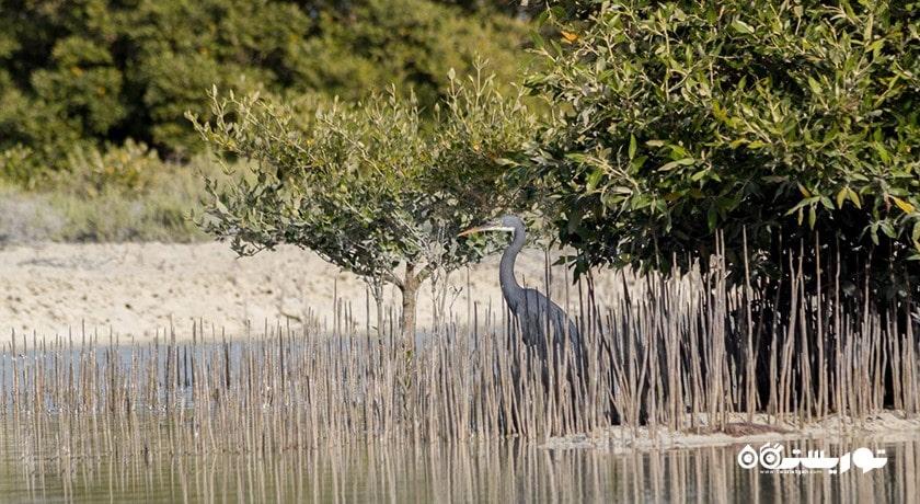  درختان کرنای اتاکیرا در دوحه شهر قطر کشور دوحه