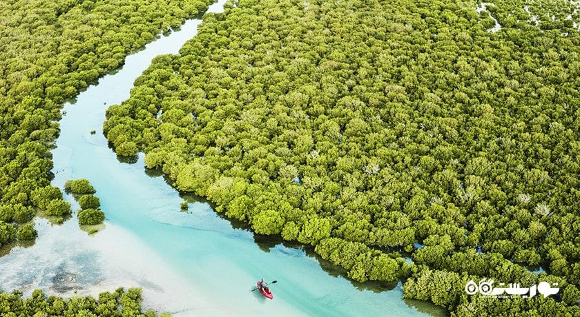  درختان کرنای اتاکیرا در دوحه شهر قطر کشور دوحه