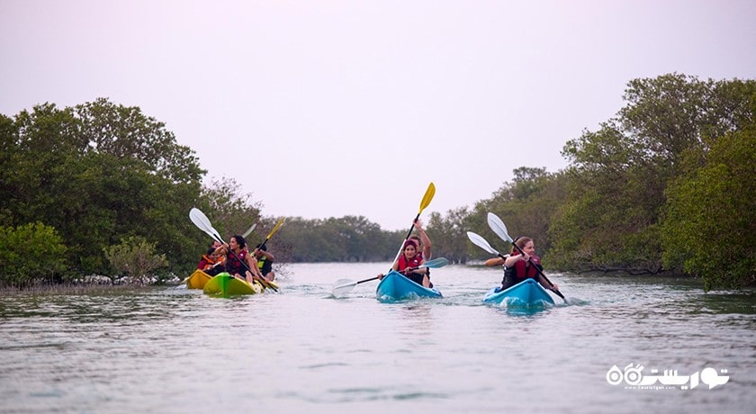 درختان کرنای اتاکیرا در دوحه -  شهر دوحه