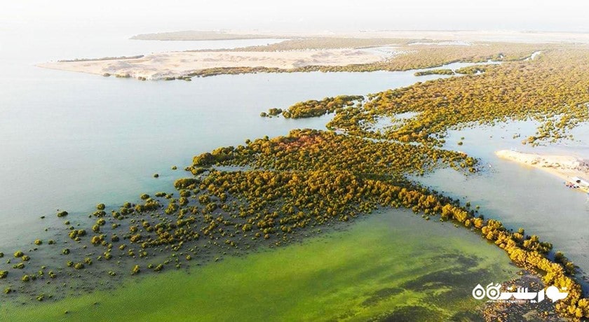  درختان کرنای اتاکیرا در دوحه شهر قطر کشور دوحه