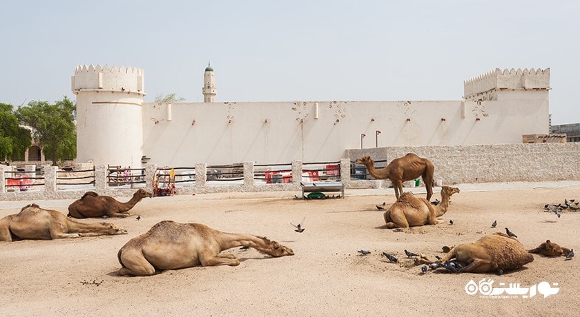  قلعه الکوت شهر قطر کشور دوحه
