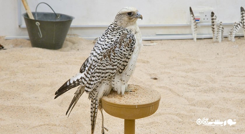 مرکز خرید بازار شاهین شهر قطر کشور دوحه