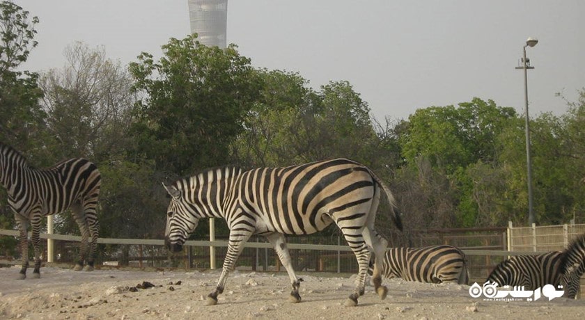 سرگرمی باغ وحش دوحه شهر قطر کشور دوحه
