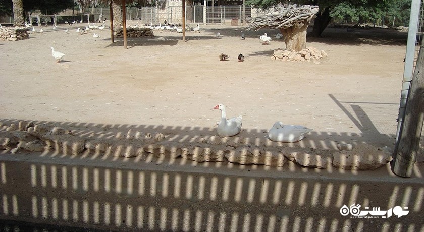 سرگرمی باغ وحش دوحه شهر قطر کشور دوحه