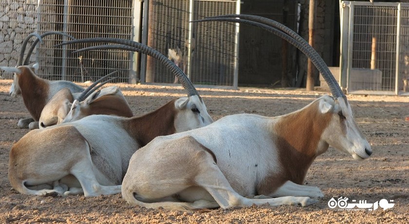 سرگرمی باغ وحش دوحه شهر قطر کشور دوحه