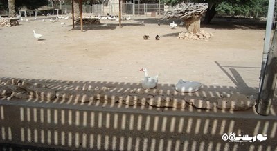 سرگرمی باغ وحش دوحه شهر قطر کشور دوحه