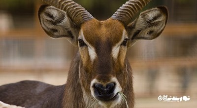 سرگرمی باغ وحش دوحه شهر قطر کشور دوحه