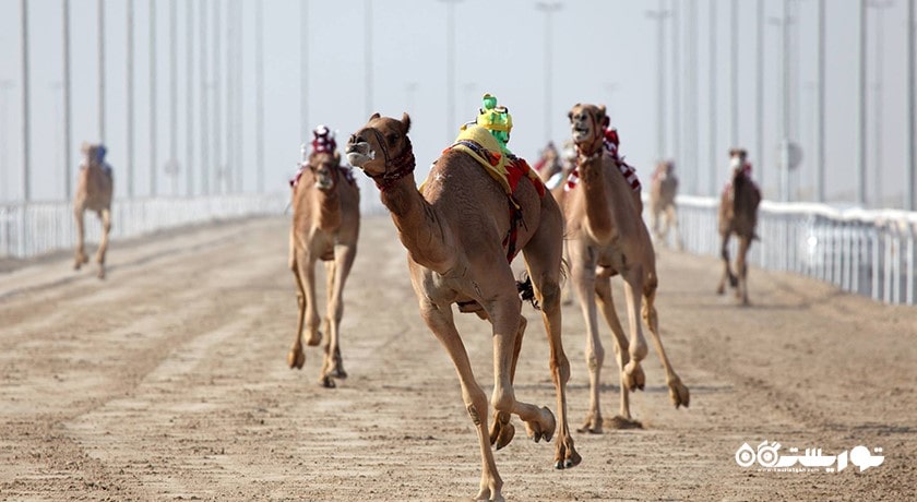 سرگرمی مسابقه شتر در پیست الشحانیه شهر قطر کشور دوحه