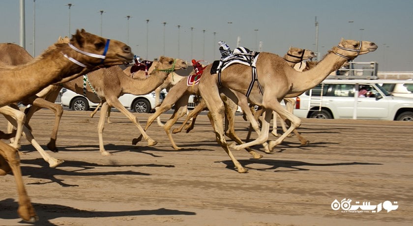 سرگرمی مسابقه شتر در پیست الشحانیه شهر قطر کشور دوحه