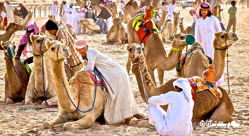 سرگرمی مسابقه شتر در پیست الشحانیه شهر قطر کشور دوحه