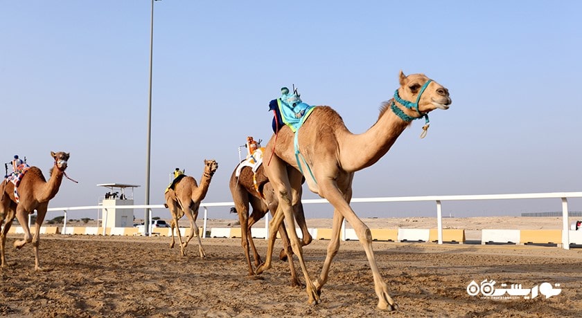 سرگرمی مسابقه شتر در پیست الشحانیه شهر قطر کشور دوحه