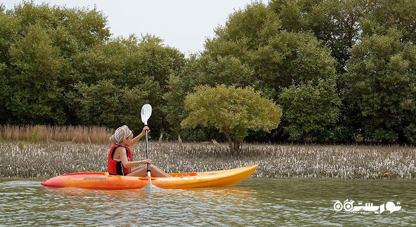 سرگرمی کایاک سواری در جنگل های حرای التکیرا شهر قطر کشور دوحه