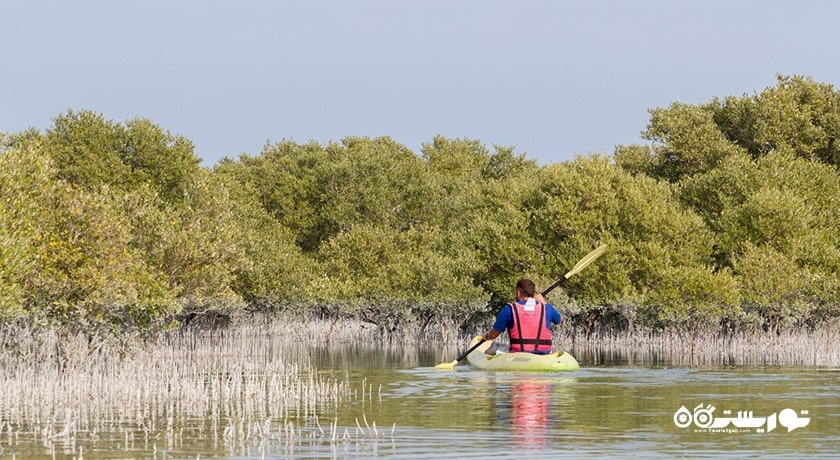 سرگرمی کایاک سواری در جنگل های حرای التکیرا شهر قطر کشور دوحه