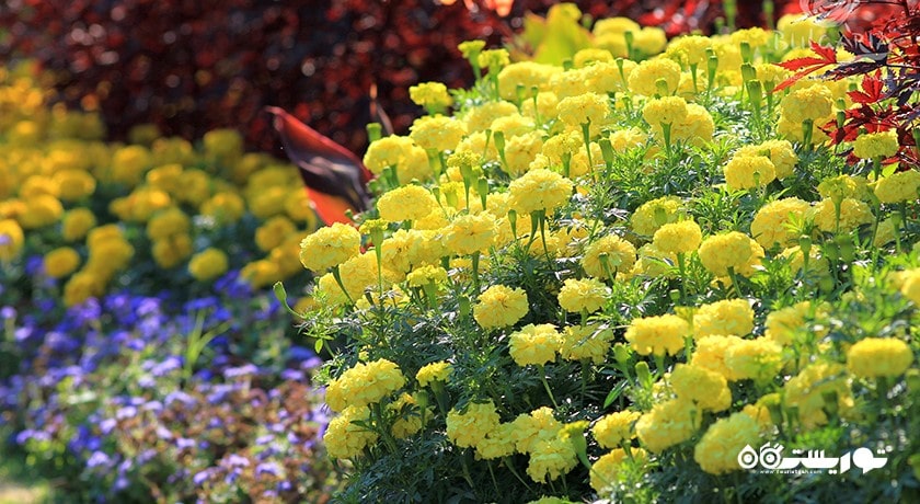 سرگرمی باغ گیاه شناسی اکو پارک شهر بلغارستان کشور وارنا