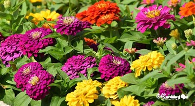 سرگرمی باغ گیاه شناسی اکو پارک شهر بلغارستان کشور وارنا