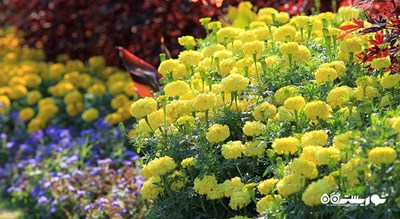 سرگرمی باغ گیاه شناسی اکو پارک شهر بلغارستان کشور وارنا