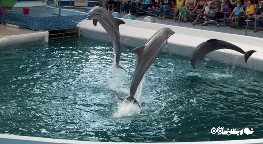 سرگرمی دلفیناریوم وارنا شهر بلغارستان کشور وارنا