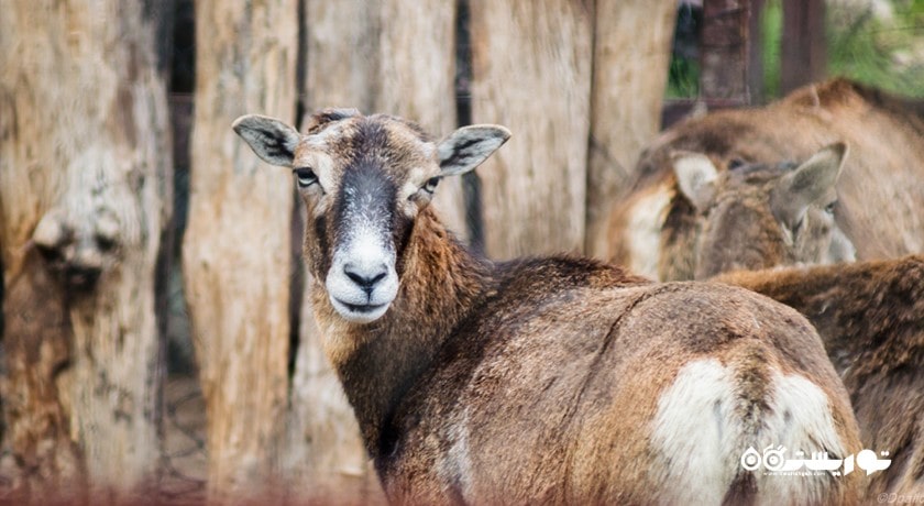 سرگرمی زو پارک وارنا شهر بلغارستان کشور وارنا
