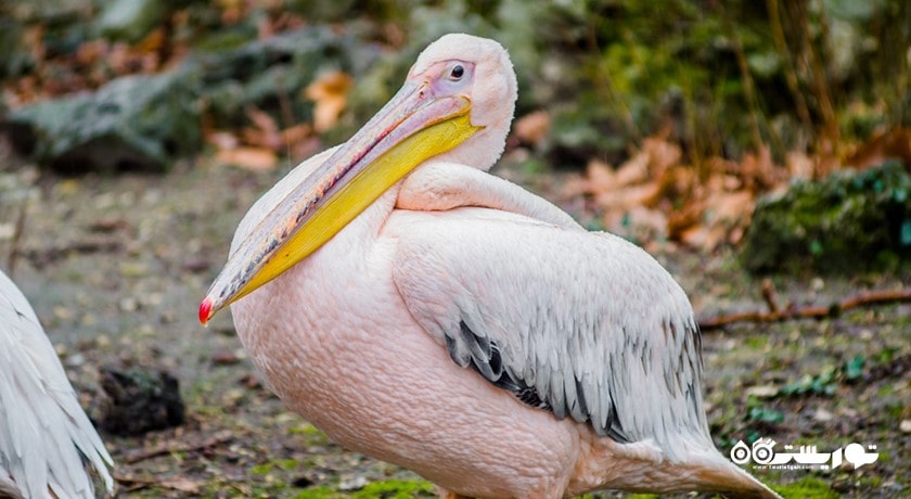 زو پارک وارنا -  شهر وارنا