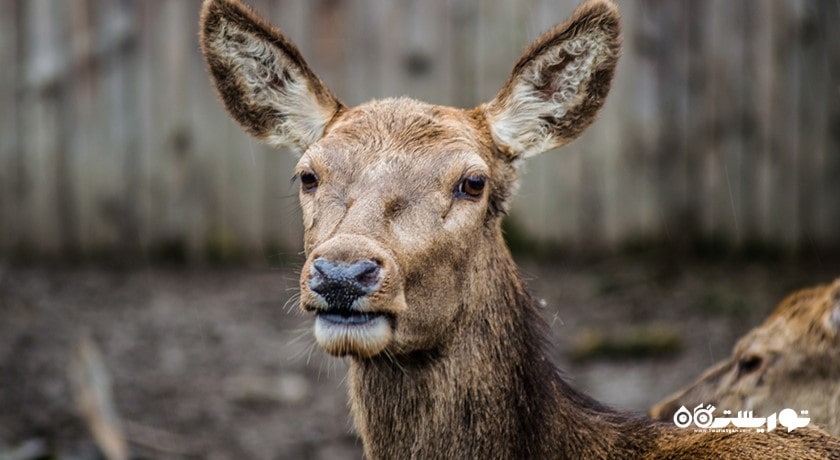 سرگرمی زو پارک وارنا شهر بلغارستان کشور وارنا