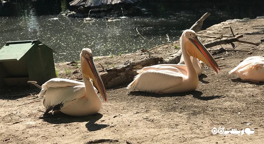 سرگرمی زو پارک وارنا شهر بلغارستان کشور وارنا