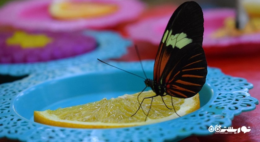  خانه پروانه وارنا شهر بلغارستان کشور وارنا