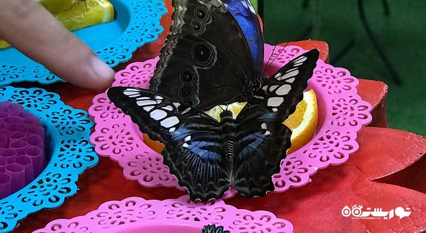  خانه پروانه وارنا شهر بلغارستان کشور وارنا