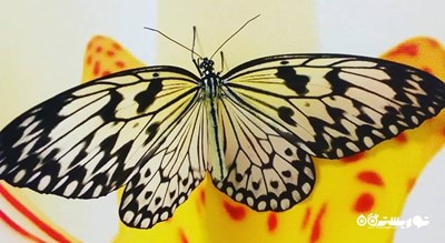  خانه پروانه وارنا شهر بلغارستان کشور وارنا