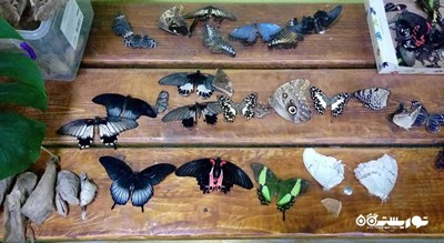  خانه پروانه وارنا شهر بلغارستان کشور وارنا