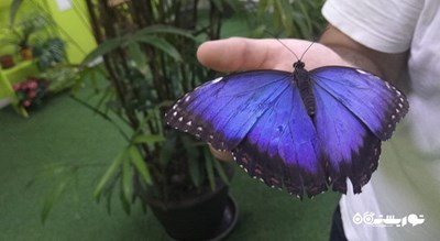  خانه پروانه وارنا شهر بلغارستان کشور وارنا