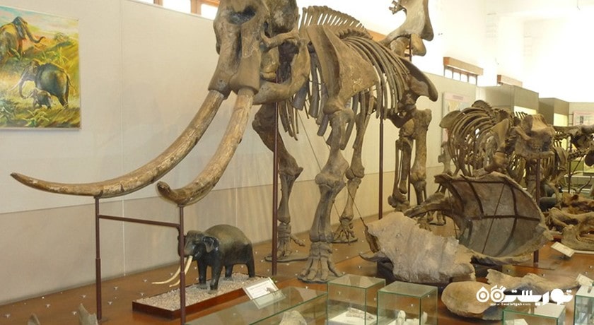  موزه تاریخ طبیعی شهر بلغارستان کشور وارنا