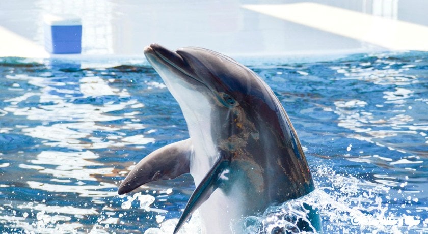 پارک دلفین آدالند -  شهر کوش آداسی