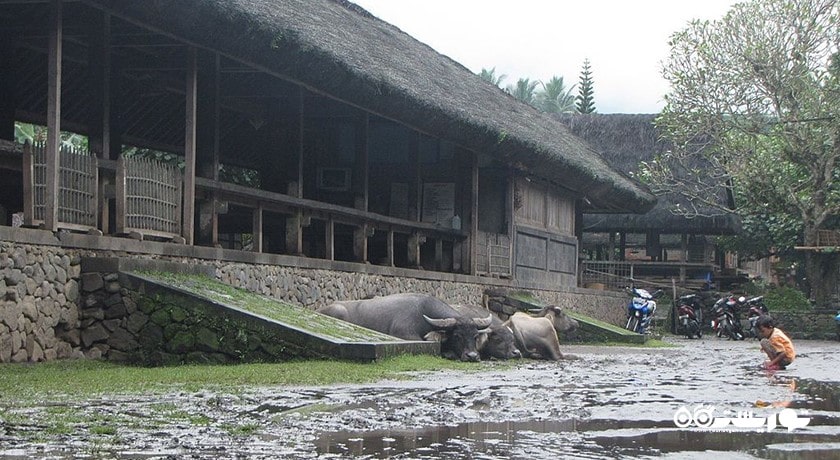 تنگانان پگرینگسینگان شهر اندونزی کشور بالی