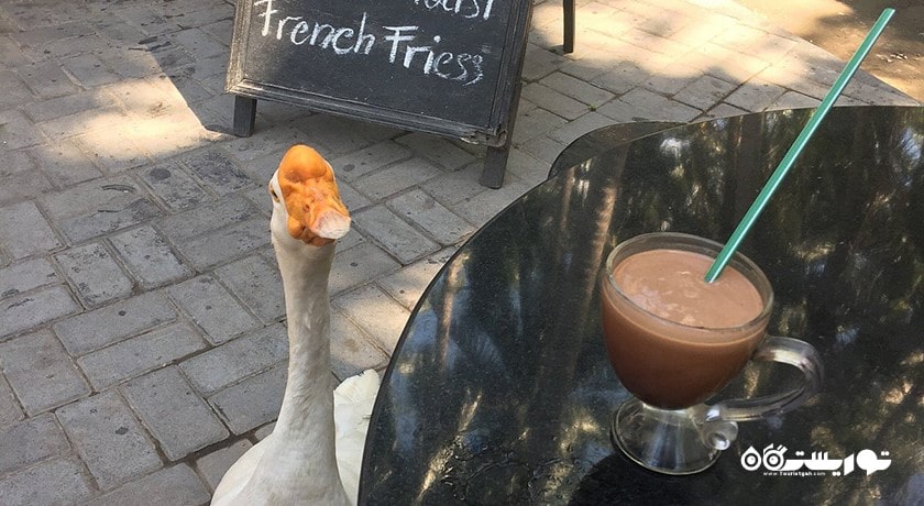  کارخانه شکلات سازی چارلی شهر اندونزی کشور بالی