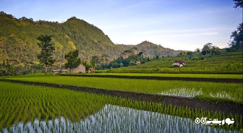  دهکده سیدمن شهر اندونزی کشور بالی