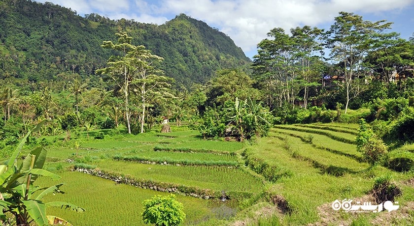  دهکده سیدمن شهر اندونزی کشور بالی