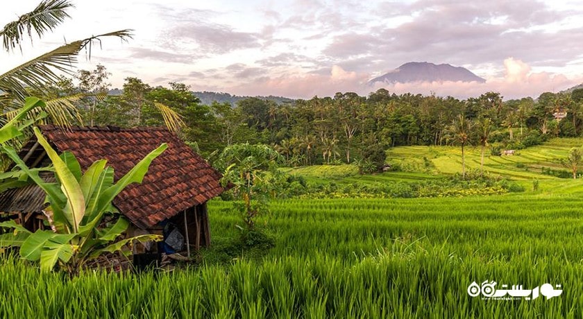  دهکده سیدمن شهر اندونزی کشور بالی