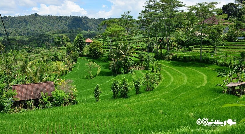  دهکده سیدمن شهر اندونزی کشور بالی
