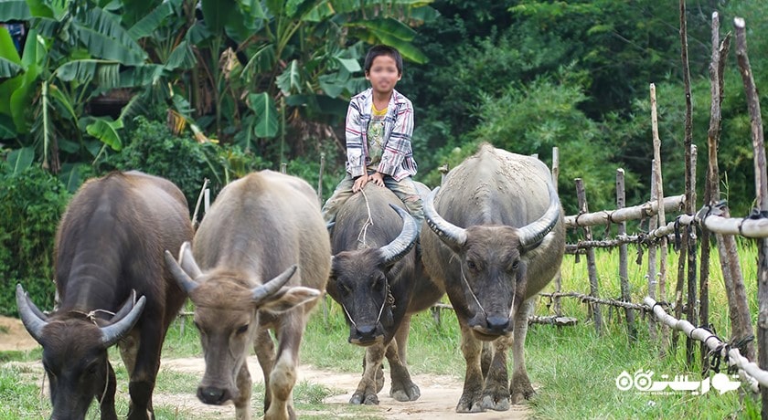  دهکده سیدمن شهر اندونزی کشور بالی