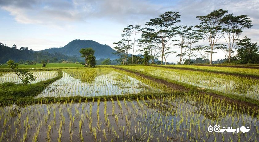  دهکده سیدمن شهر اندونزی کشور بالی