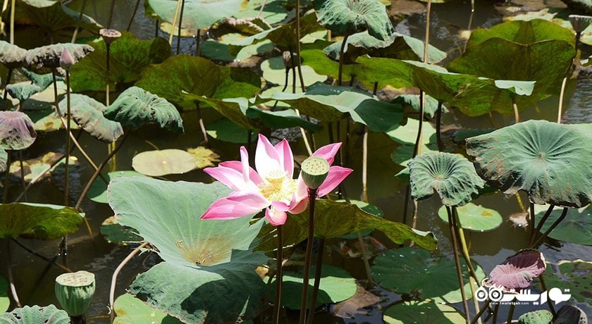  معبد تامان ساراسواتی شهر اندونزی کشور بالی