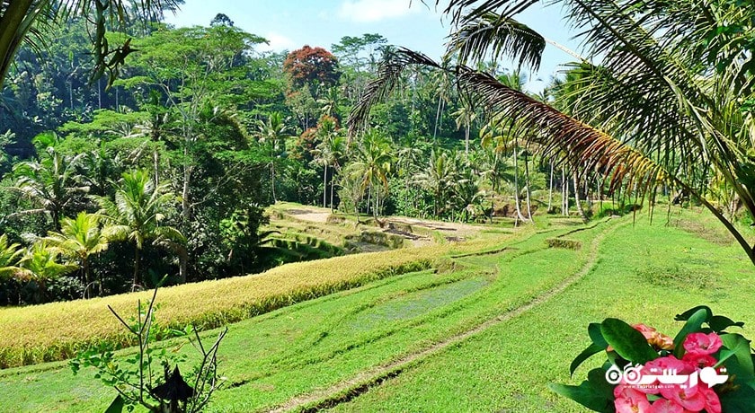  معبد گونونگ کاوی شهر اندونزی کشور بالی