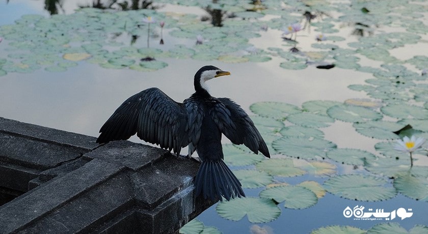  تالاب نیلوفر آبی کاندیداسا شهر اندونزی کشور بالی