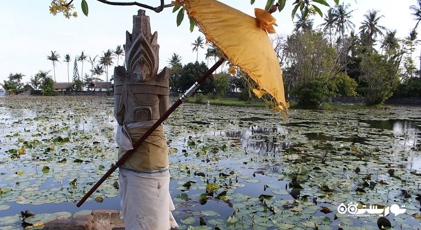  تالاب نیلوفر آبی کاندیداسا شهر اندونزی کشور بالی